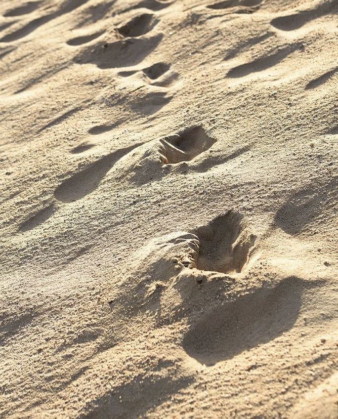 Marram Montauk — 2