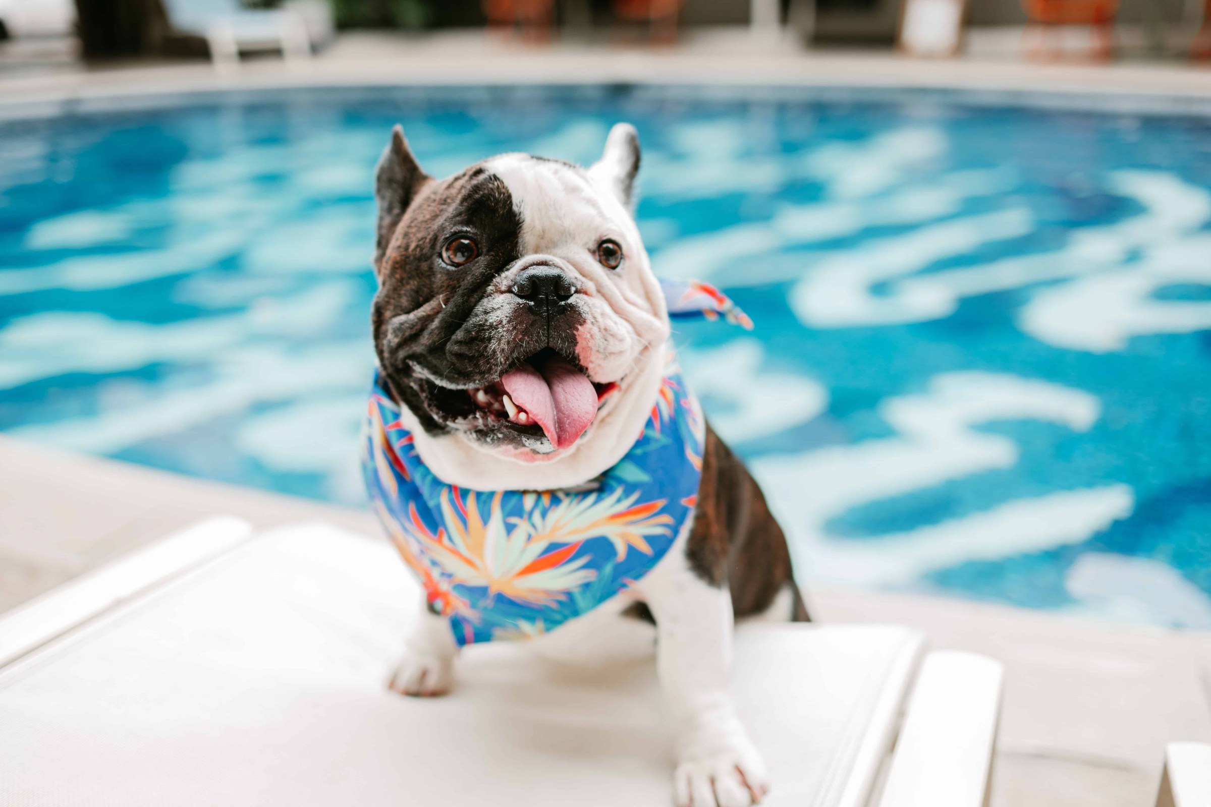 The Surfjack Hotel & Swim Club